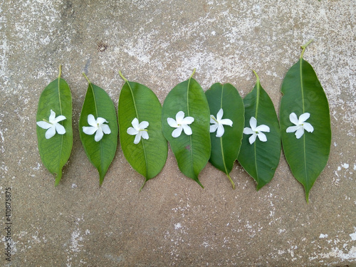 Flowers and leaf arrangements photo