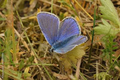 Closeup shot of a Polyommatus Icarus butterfly on the grass photo