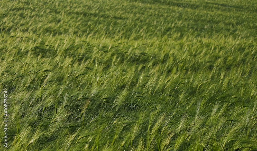 A field of fresh green wheat in the early spring A field of fresh green wheat in the early spring