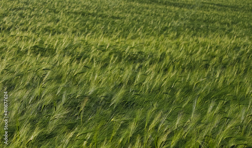 A field of fresh green wheat in the early spring