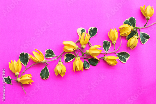yellow flowers ylang ylang local flora of asia arrangement flat lay postcard style on background colorful pink