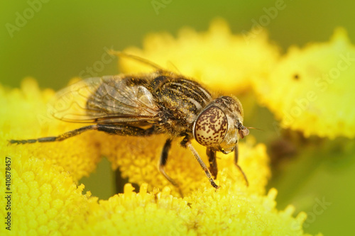 Closeup of a Small Spotty-eyed Dronefly Eristalinus sepulchralis on a  common ragwort flower photo