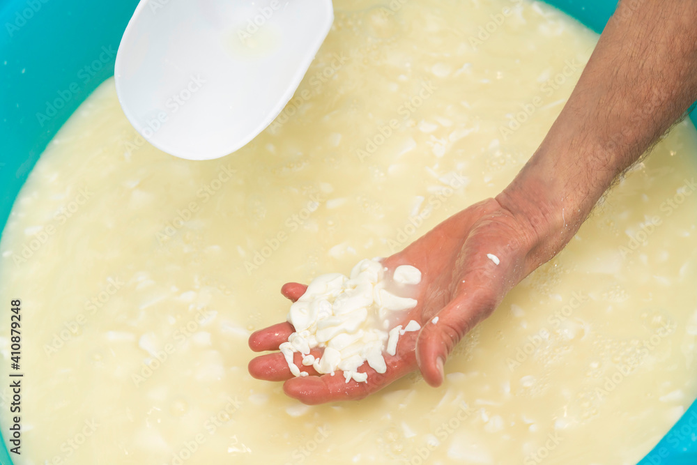 Early stage of cheese making. Milk curdling and turning into cheese