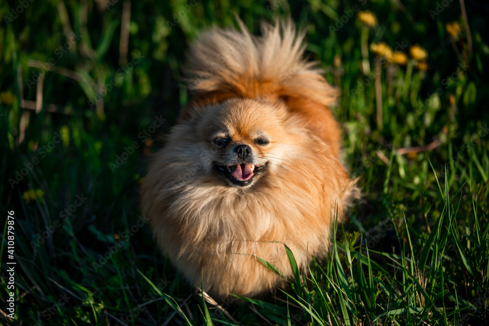 portrait nice red pomeranian on the background of green grass, outdoors.