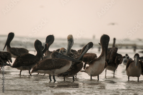 pelicans on the beach