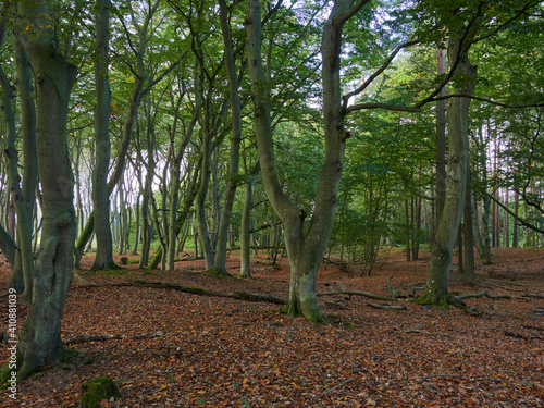 Mystischer Darßer Urwald, Nationalpark Vorpommersche Boddenlandschaft, Mecklenburg Vorpommern, Deutschland photo