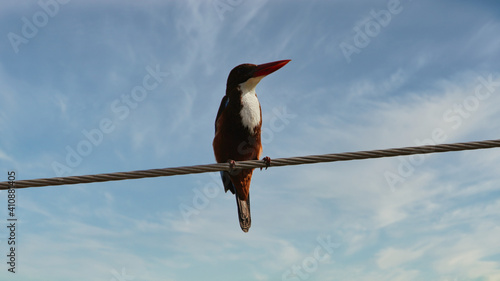 The white-throated kingfisher (Halcyon smyrnensis) also known as the white-breasted kingfisher is a tree kingfisher, widely distributed in Asia from the Sinai east through the Indian subcontinent. photo