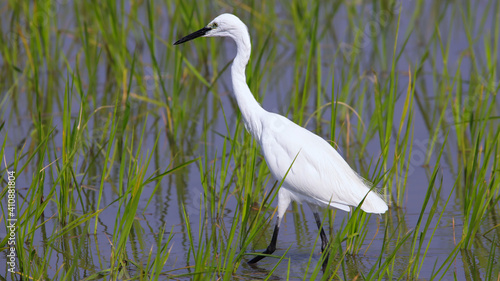 The little egret (Egretta garzetta) is a species of small heron in the family Ardeidae. The genus name comes from the Provençal French Aigrette, egret, a diminutive of Aigron, heron.