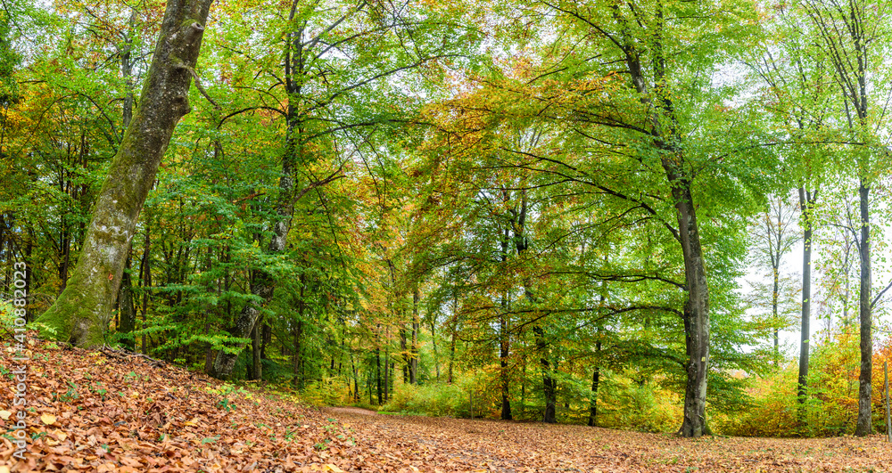 Fototapeta premium Herbstlich bunter Wald 