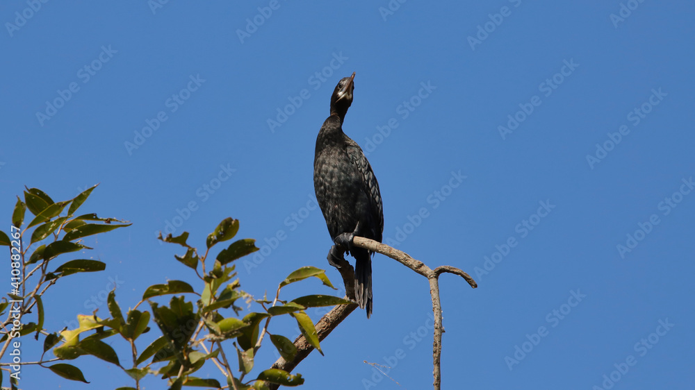 The great cormorant (Phalacrocorax carbo), known as the black shag in New Zealand and formerly also known as the great black cormorant across the Northern Hemisphere, the black cormorant in Australia. The great cormorant (Phalacrocorax carbo), known as the black shag in New Zealand and formerly also known as the great black cormorant across the Northern Hemisphere, the black cormorant in Australia.