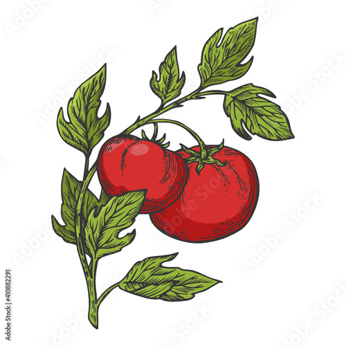 Tomato plant branch color sketch engraving vector illustration. Scratch board style imitation. Hand drawn image.