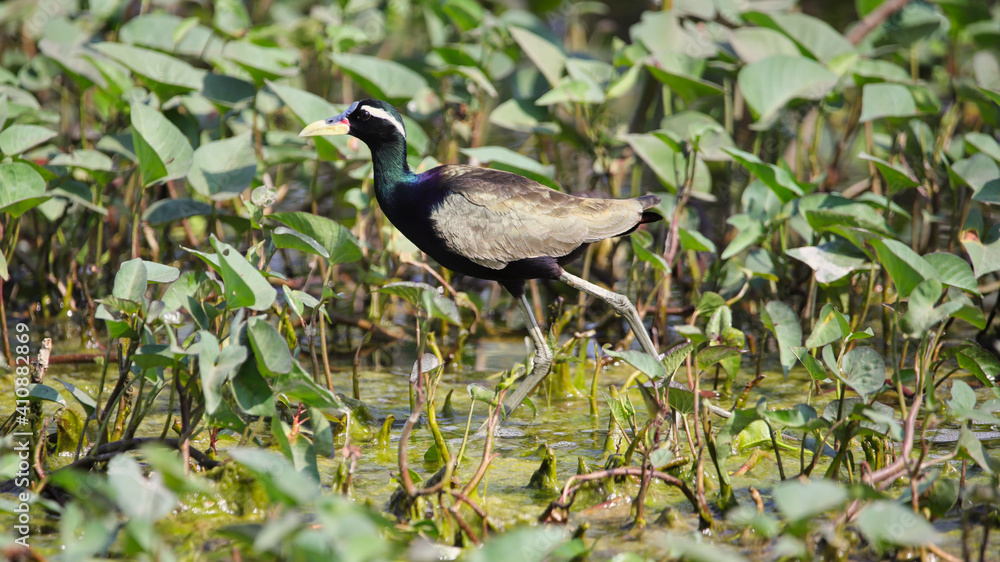 The bronze-winged jacana (Metopidius indicus) is a wader in the family Jacanidae. It is found across South and Southeast Asia and is the sole species in the genus Metopidius. The bronze-winged jacana (Metopidius indicus) is a wader in the family Jacanidae. It is found across South and Southeast Asia and is the sole species in the genus Metopidius.