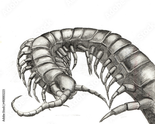Hand drawn pencil centipede, grey insect. Insectophobia, horror fantasy, scaring of animal. Many legs, disguasting view. Raster stock illustration in graphics. © Анастасия Ильина