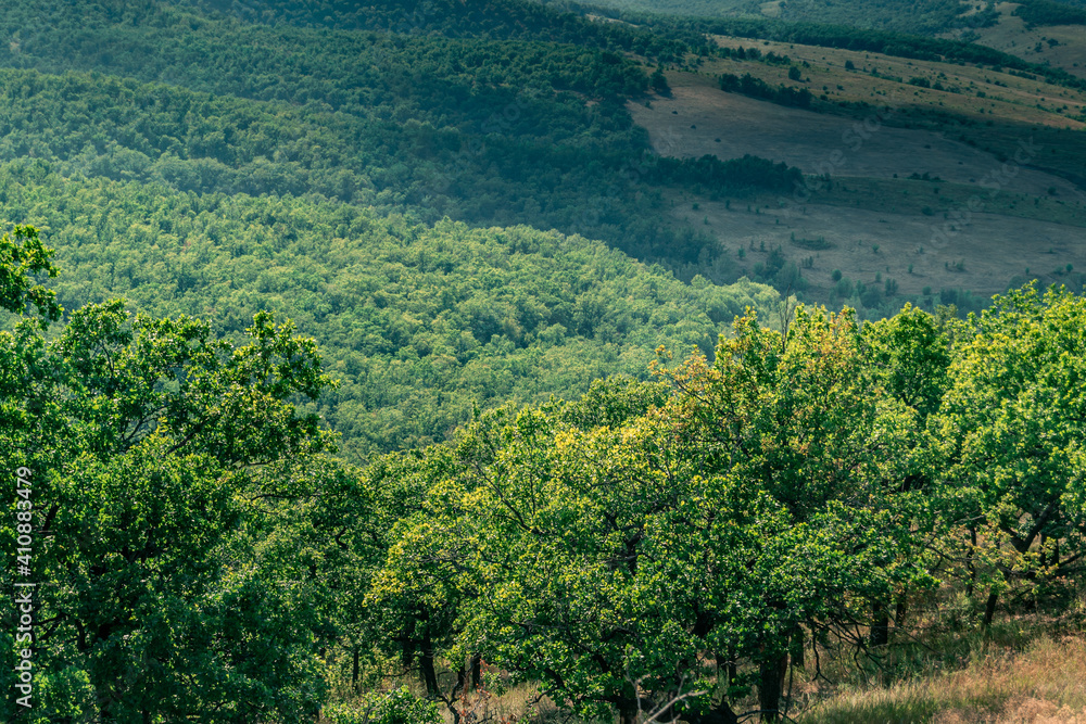 Fototapeta premium forest and shadow
