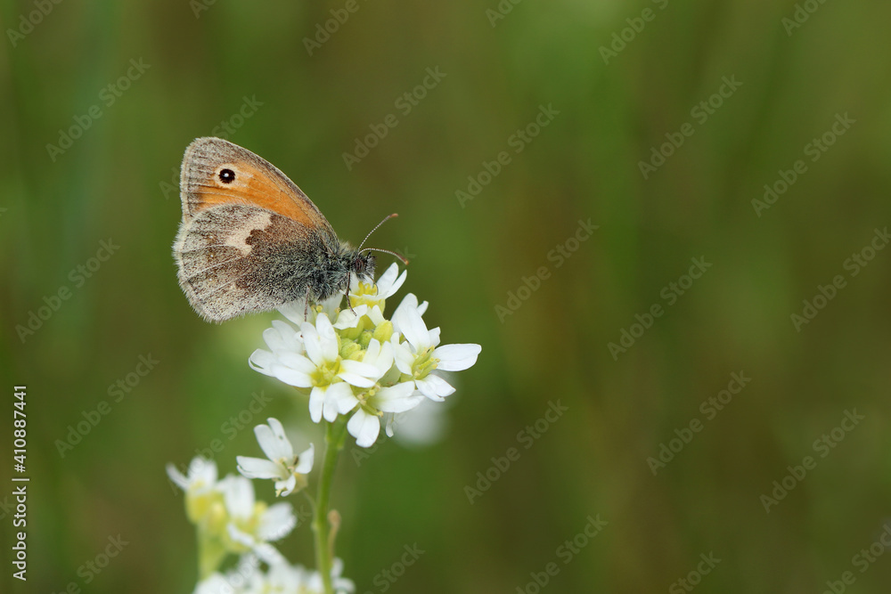 Schmetterling Kleines Wiesenvögelchen auf einer weißen Blüte Schmetterling Kleines Wiesenvögelchen auf einer weißen Blüte