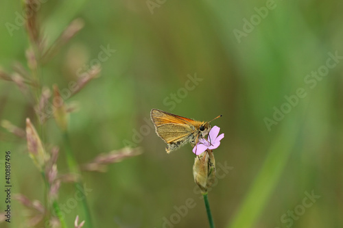 Schmetterling Dickkopffalter auf einer Blüte