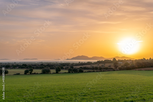 Sunrise with fog in a field with carob trees
