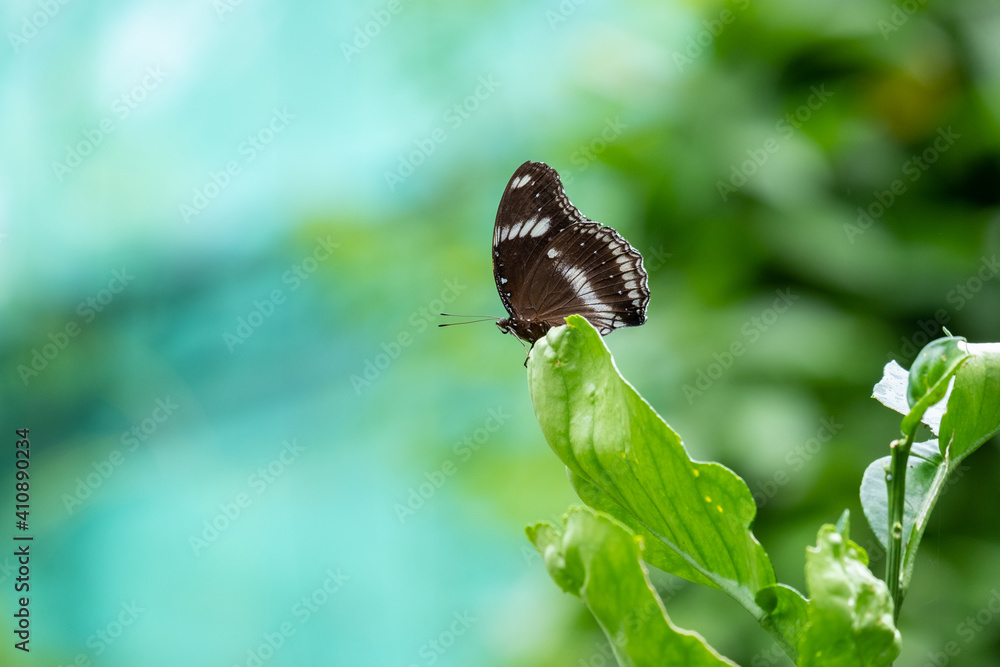 A black and white butterfly is landing on a green leaf A black and white butterfly is landing on a green leaf