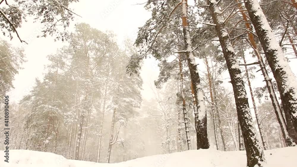 Incredibly beautiful winter nature. Wonderful winter forest. Snowing. Wind and snow in the forest. Video Incredibly beautiful winter nature. Wonderful winter forest. Snowing. Wind and snow in the forest. Video