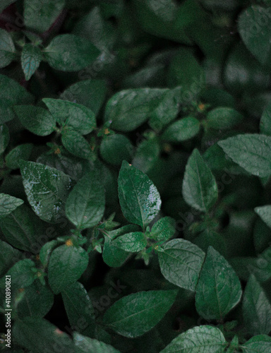 leaves in the garden