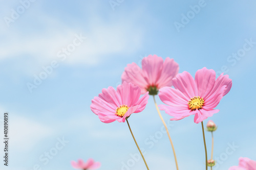 Pink cosmos flower blooming cosmos flower field  beautiful vivid natural summer garden outdoor park image.