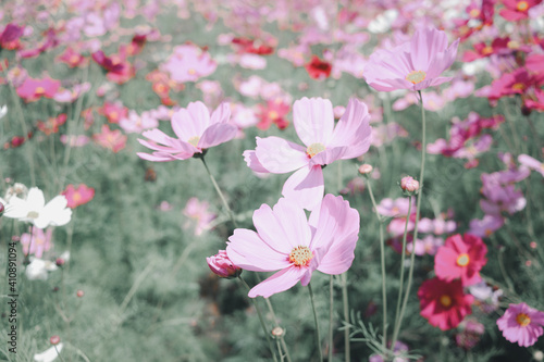 Pink cosmos flower blooming cosmos flower field, beautiful vivid natural summer garden outdoor park image.