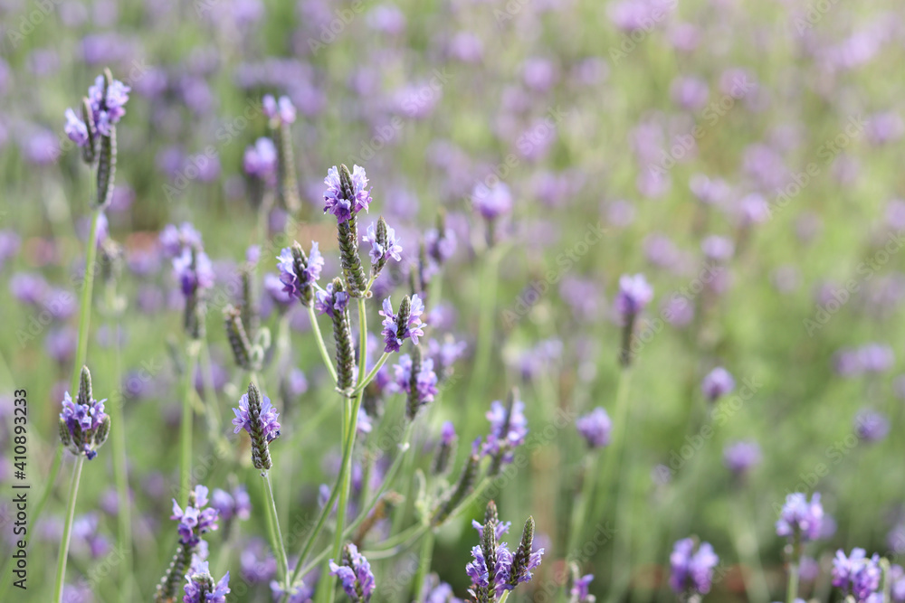 Beautiful blooming purple lavender flowers in field, violet fragrant lavender flower in summer garden. Perfume ingredient and aromatherapy product.