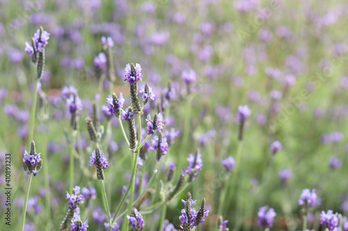 Beautiful blooming purple lavender flowers in field, violet fragrant lavender flower in summer garden. Perfume ingredient and aromatherapy product. © Stella