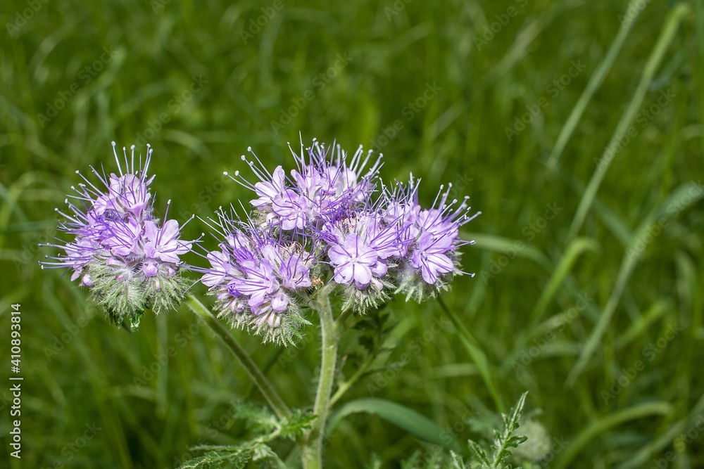 wildflowers and herbs. summer background and sun beam wildflowers and herbs. summer background and sun beam