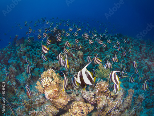 Schooling bannerfish (False moorish idol) in a coral reef (Sharm El Sheikh, Red Sea, Egypt) photo