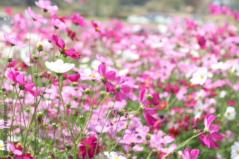 Pink cosmos flower blooming cosmos flower field, beautiful vivid natural summer garden outdoor park image