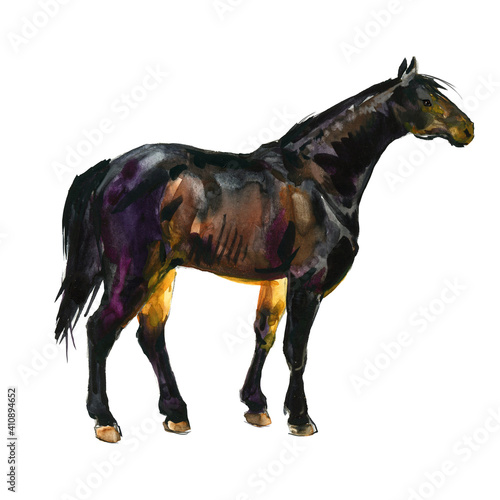 standing Horse hand drawn watercolor illustration. Sport Stallion. 