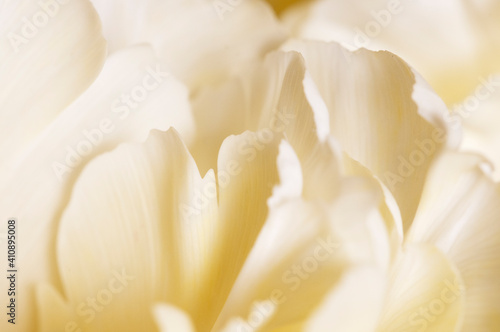 Tulip flower fragment macro