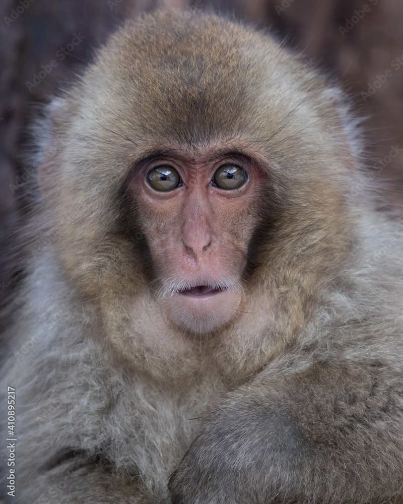 Surprised looking Japanese Macaque snow monkey headshot. Surprised looking Japanese Macaque snow monkey headshot.