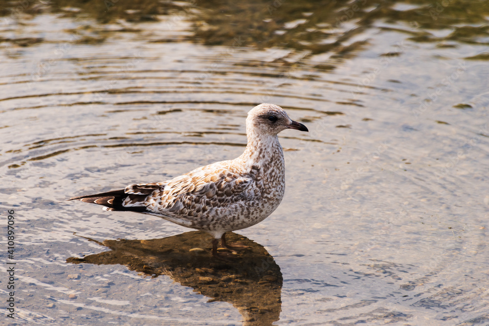 wild animals over the Bow river banks