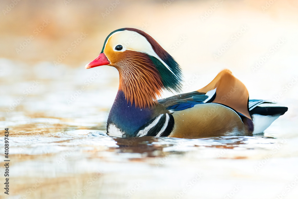 Mandarin duck (Aix galericulata), with the beautiful white coloured water surface. Beautiful duck with colourful feathers from the river in the morning mist. Wildlife scene from nature, Czech Republic Mandarin duck (Aix galericulata), with the beautiful white coloured water surface. Beautiful duck with colourful feathers from the river in the morning mist. Wildlife scene from nature, Czech Republic