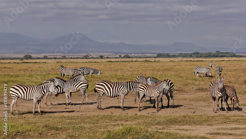 A herd of wild zebras grazes on the yellow grass of the savannah. Trees, silhouettes of mountains are visible in the distance. Clouds in the sky. Kenya. Amboseli park.