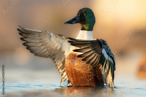 Northern shoveler (Spatula clypeata), with the beautiful blue coloured water surface. Beautiful duck with green feathers from the river in the morning mist. Wildlife scene from nature, Czech Republic © Simon Vasut