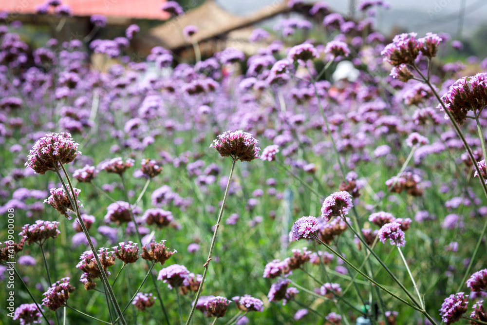 Obraz premium Verbena flower (argentinian vervain or purpletop vervain), beautiful purple flowers blooming in the meadow