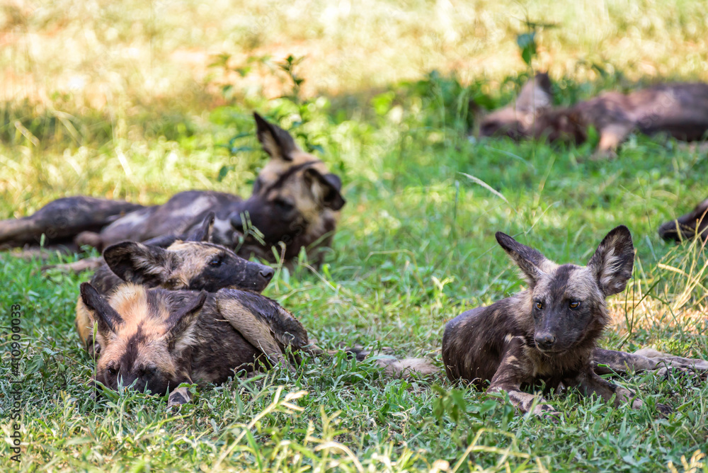 A pack of African WIld Dog resting in a shadows during a hot day in the Kruger NP South Africa. A pack of African WIld Dog resting in a shadows during a hot day in the Kruger NP South Africa.