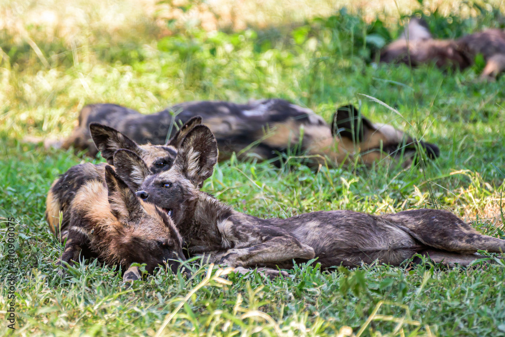 A pack of African WIld Dog resting in a shadows during a hot day in the Kruger NP South Africa. A pack of African WIld Dog resting in a shadows during a hot day in the Kruger NP South Africa.