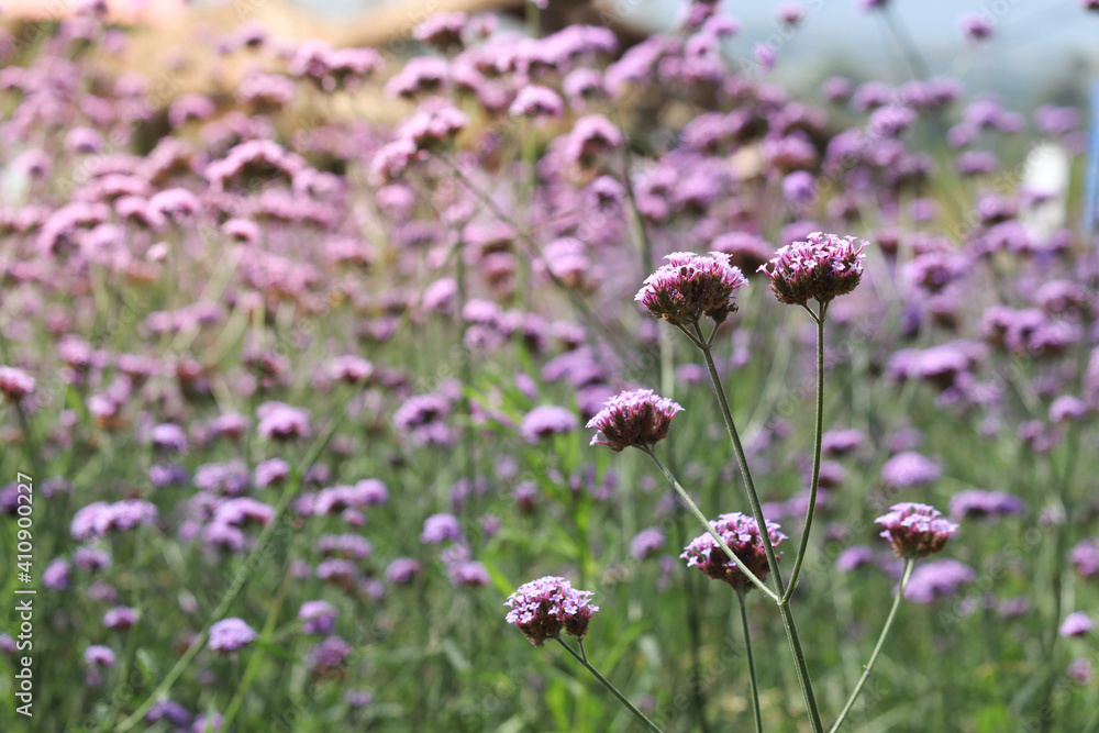 Verbena flower (argentinian vervain or purpletop vervain), beautiful purple flowers blooming in the meadow Verbena flower (argentinian vervain or purpletop vervain), beautiful purple flowers blooming in the meadow