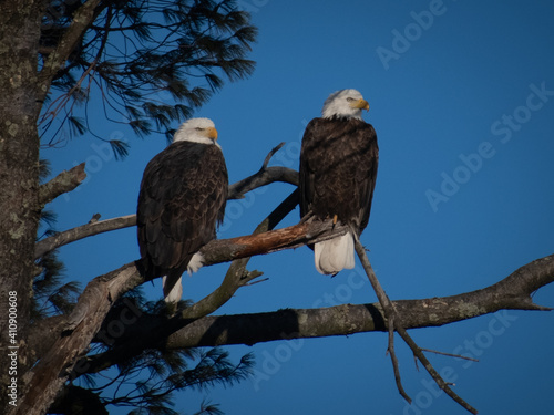 bald eagles on a tree branch in stevens point wisconsin