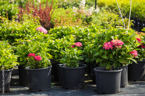 hydrangeas varieties and other plants at the flower shop