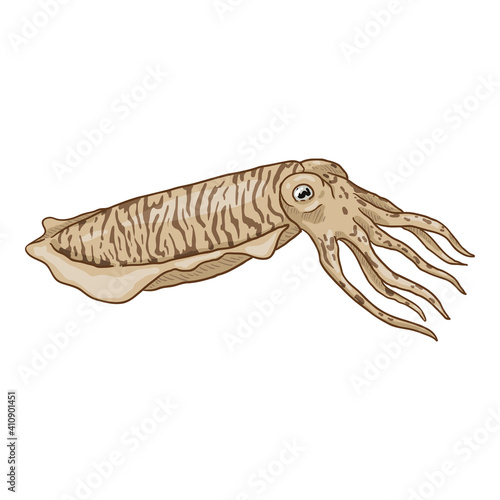 Vector Cartoon Cuttle. Cephalopod Illustration