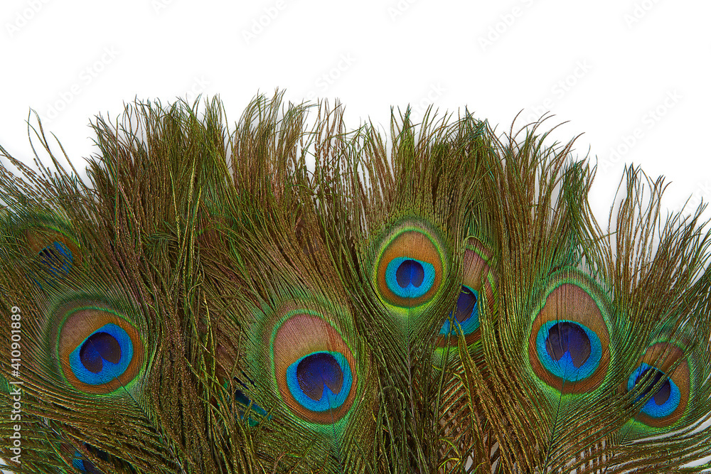 Fototapeta premium colorful peakok feather isolated on white background