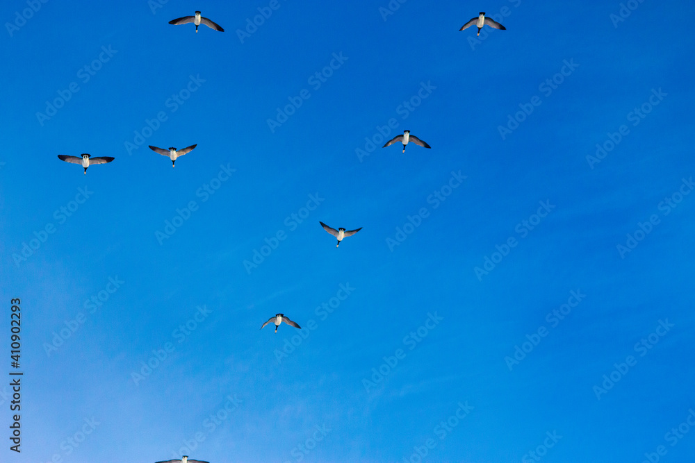 Geese in Flight Geese in Flight