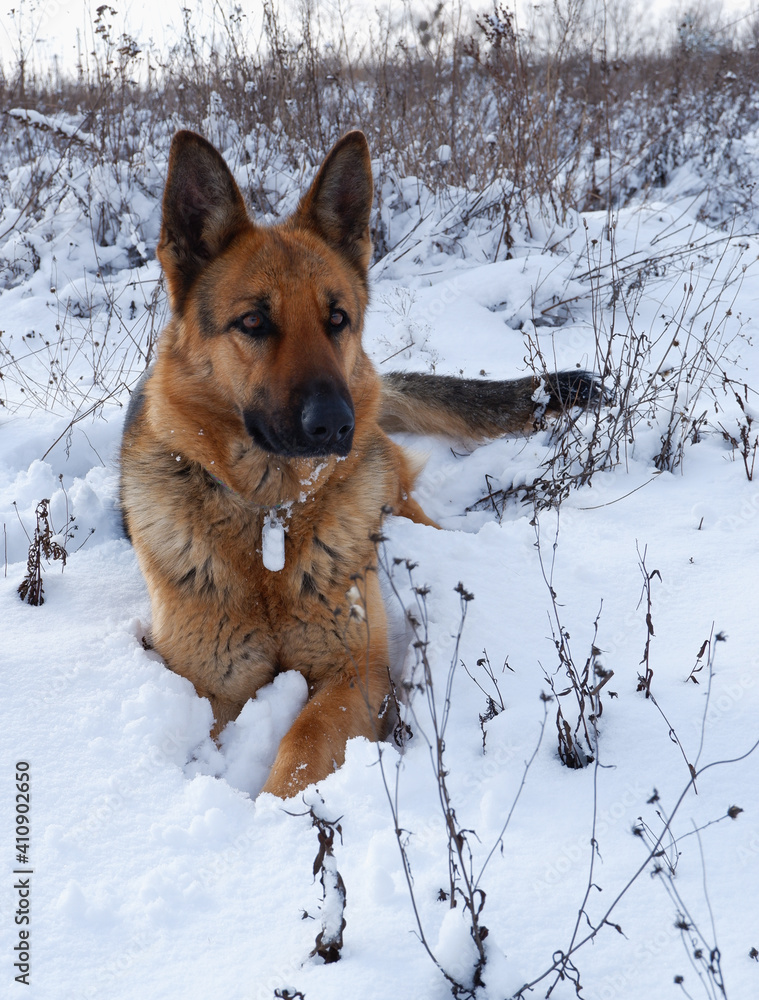 German shepherd dog lies in the snow on a winter meadow. German shepherd dog lies in the snow on a winter meadow.