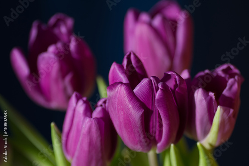 Fototapeta Naklejka Na Ścianę i Meble -  Tulipan fioletowy bukiet