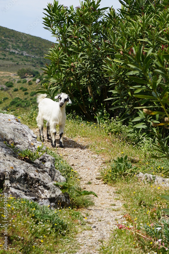 Obraz premium a kid goat on the hiking trail up to the Paleou-Piliou Oria Tavern (opposite of Palio Pyli Castle), Kos Island, Greece, May